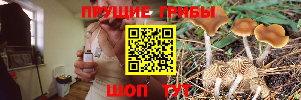 Псилоцибиновые грибы прущие грибы Сальск